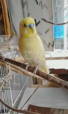 コメントの画像