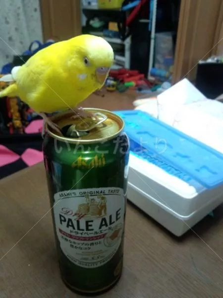 コメントの画像