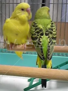 コメントの画像