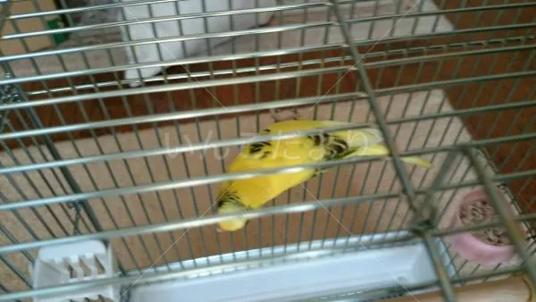 コメントの画像