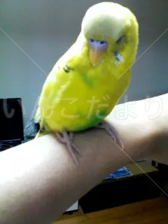 コメントの画像