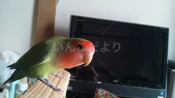 コメントの画像