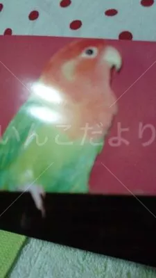 コメントの画像