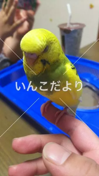 コメントの画像