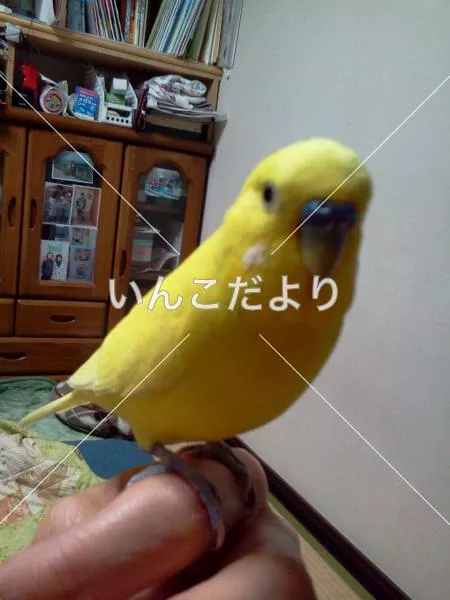 コメントの画像