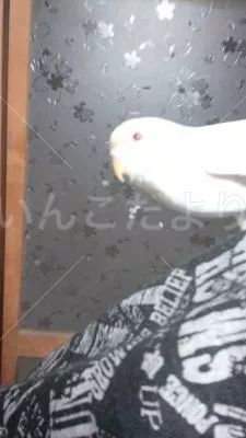 コメントの画像