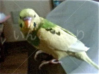 コメントの画像