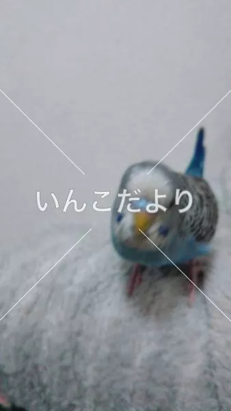 コメントの画像