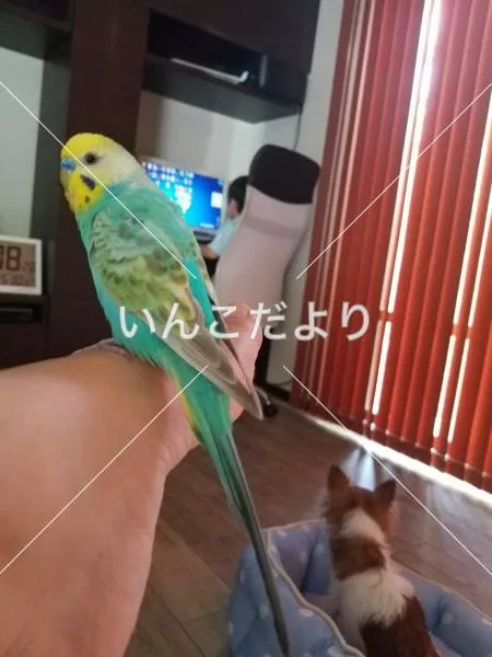 コメントの画像