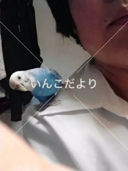 コメントの画像