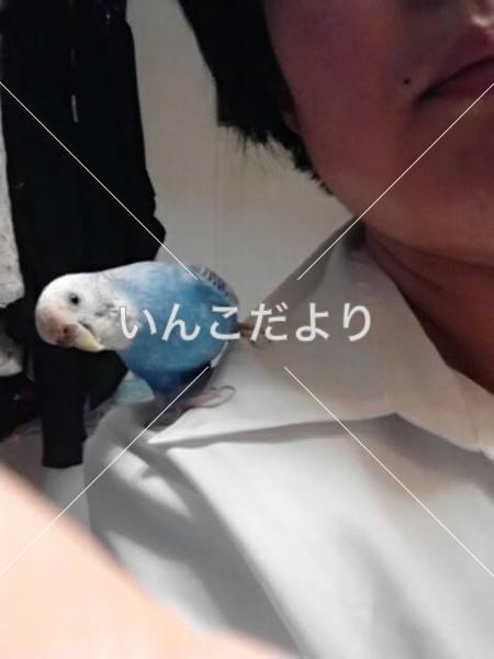 コメントの画像
