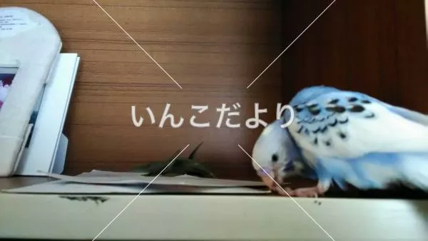 コメントの画像