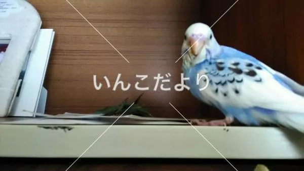 コメントの画像