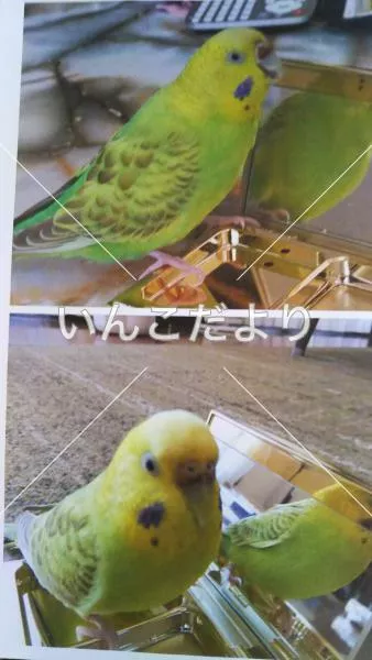 コメントの画像