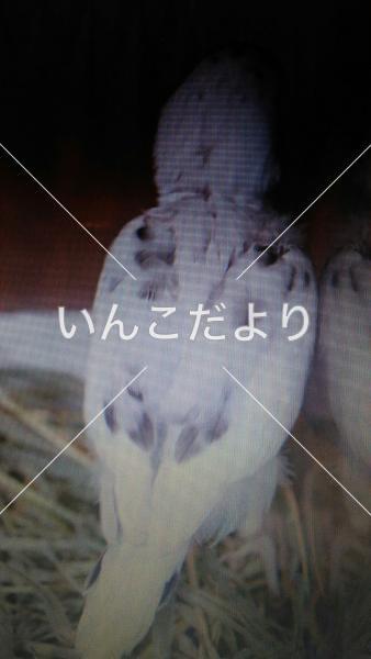 コメントの画像