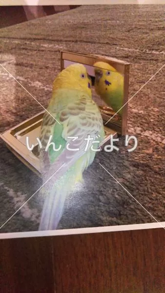 コメントの画像