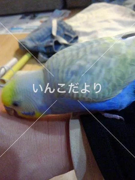 コメントの画像