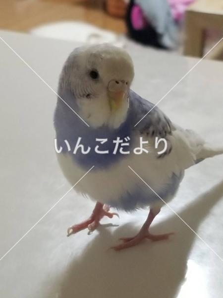 コメントの画像