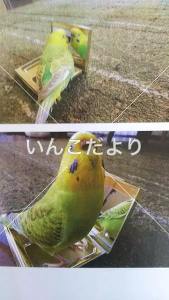 コメントの画像