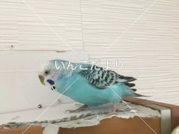 コメントの画像