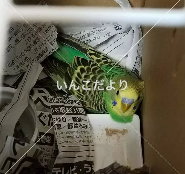 コメントの画像