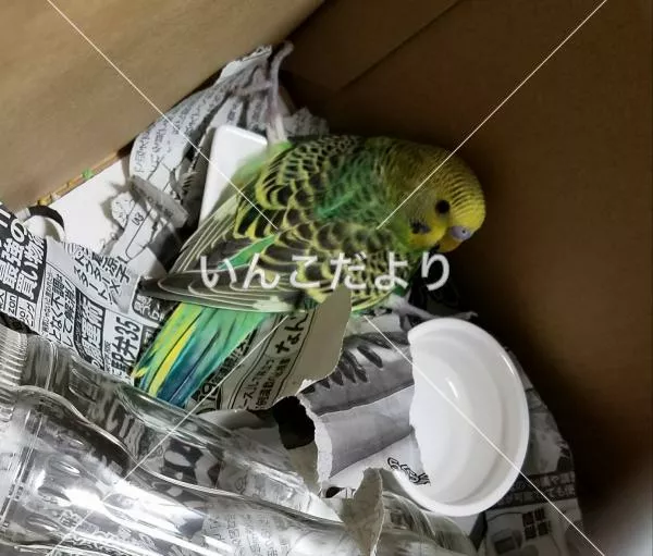 コメントの画像