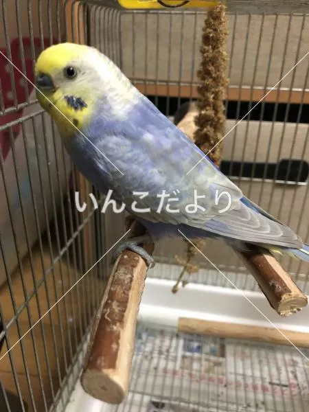 コメントの画像