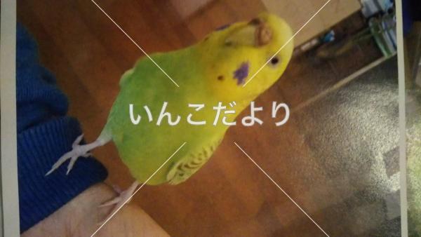 コメントの画像