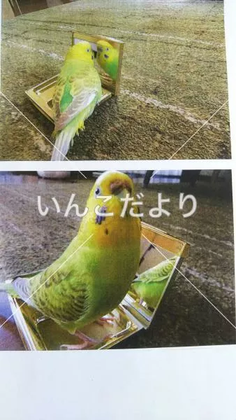 コメントの画像