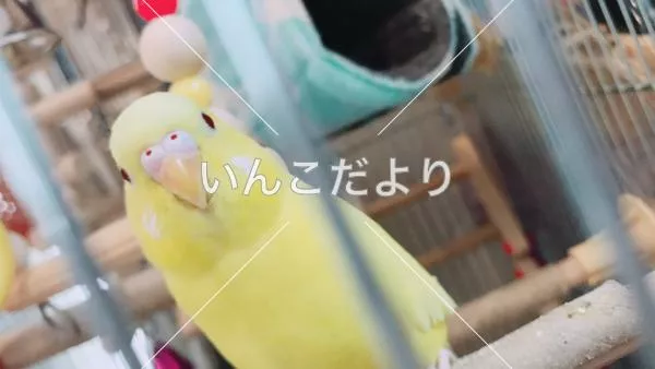 コメントの画像