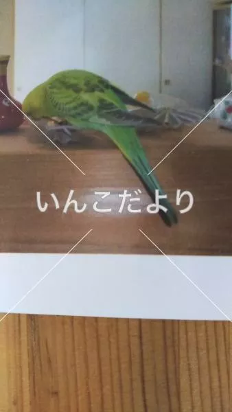 コメントの画像