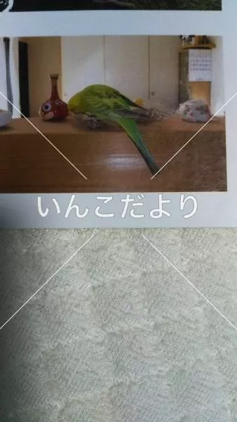 コメントの画像