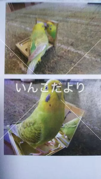 コメントの画像