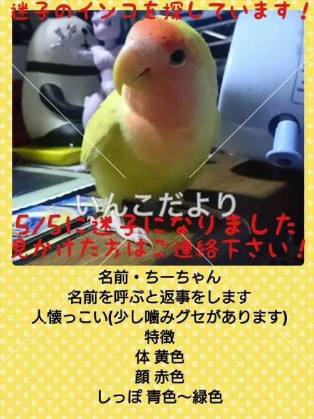 コメントの画像