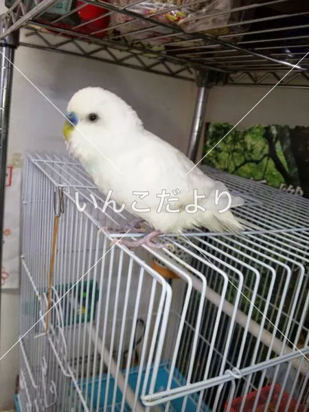 コメントの画像