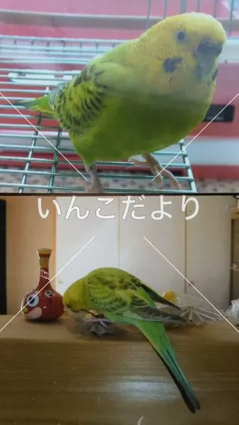 コメントの画像