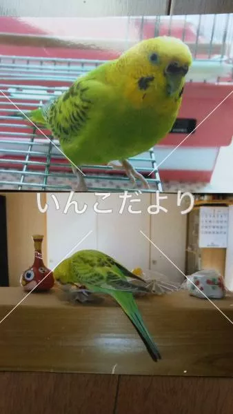 コメントの画像