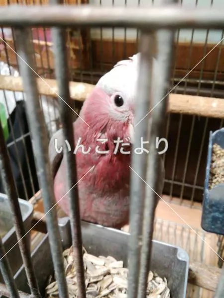 コメントの画像