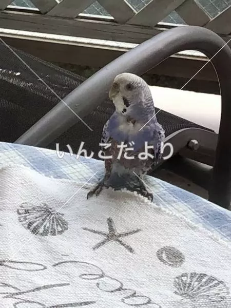 コメントの画像