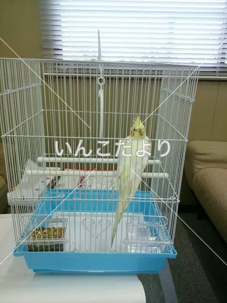 コメントの画像