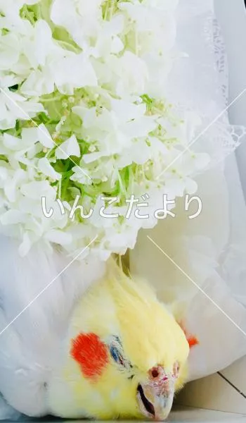 コメントの画像