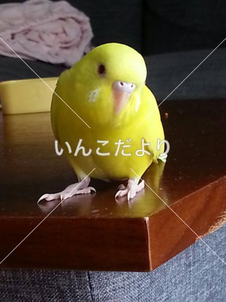 コメントの画像