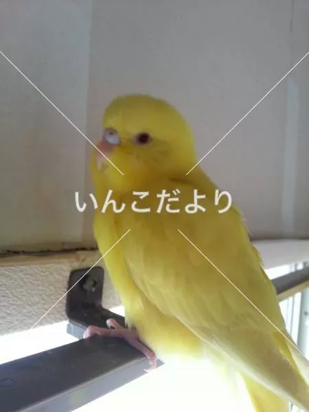 コメントの画像