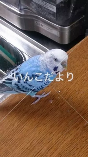 コメントの画像