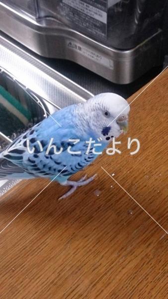 コメントの画像