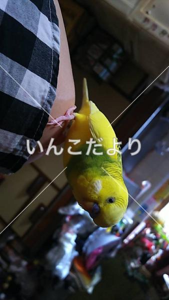 コメントの画像