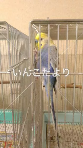 コメントの画像