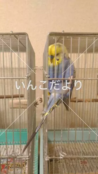 コメントの画像