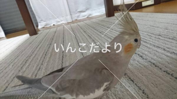 コメントの画像