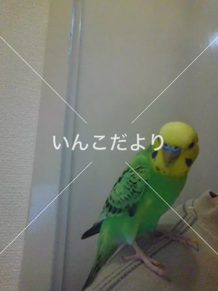 コメントの画像